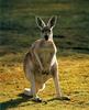 Kangaroo