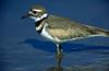 Killdeer
