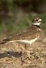 Killdeer