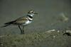 Killdeer
