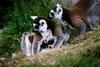 Lemurs