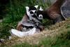 Lemurs