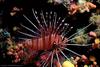 Lionfish