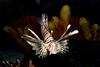 Lionfish