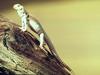 Lizard