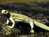 Lizard