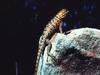 Lizard
