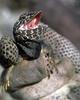 Lizard