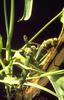 Lizard