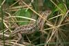 Lizard