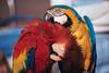 Macaws