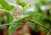 Mantis