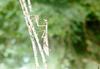 Mantis