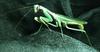Mantis