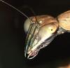 Mantis