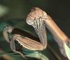 Mantis