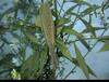Mantis