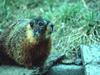 Marmot -- Yellow-bellied Marmot (Marmota flaviventris)