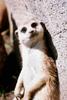 Meerkat