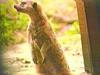 Meerkat