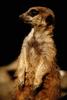 Meerkat