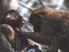 Baboons