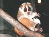 Tarsier