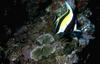 Moorish Idol