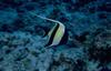 Moorish Idol