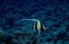 Moorish Idol