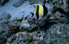 Moorish Idol