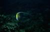 Moorish Idol