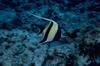 Moorish Idol