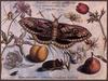 Insect Art : Moth
