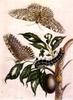 Insect Art : Moth