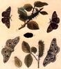 Insect Art : Moths