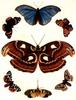Insect Art : Moths