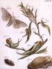 Insect Art : Moths