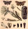 Insect Art : Moths