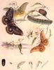 Insect Art : Moths