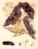 Insect Art : Moths