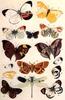 Insect Art : Moths