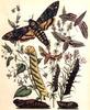 Insect Art : Moths
