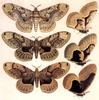 Insect Art : Moths