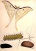 Insect Art : Luna Moth