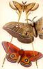 Insect Art : Moths
