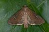 Moth
