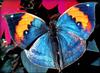 Moth