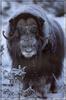 Musk Ox