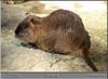 Nutria - Jackson Zoo